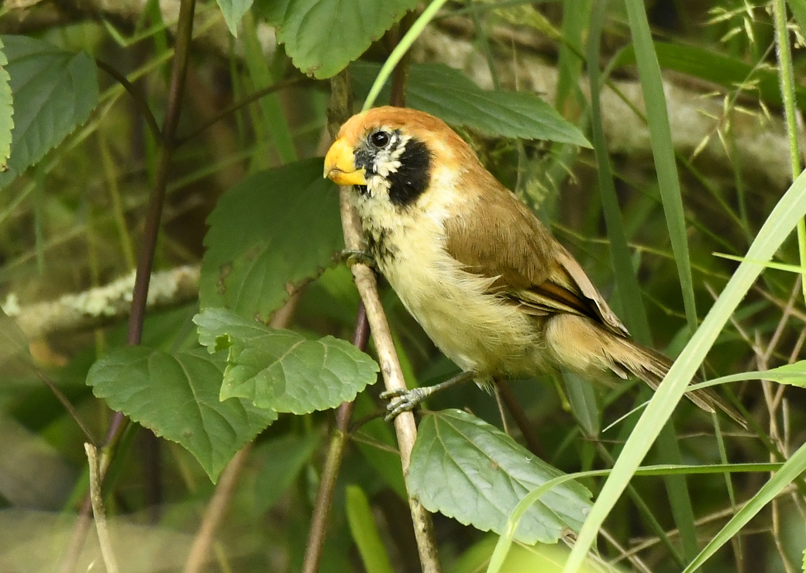 image Spot-breasted Parrotbill